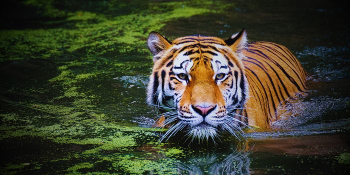 Ranthambore